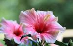 Pravidlá výsadby a starostlivosti o izbový ibištek v domácich záhradách Hibiscus fiori grande v starostlivosti o dom