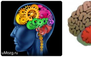 Εγκεφαλική εξέταση του εγκεφάλου Τι αντιπροσωπεύει ο εγκέφαλος στο ανθρώπινο σώμα