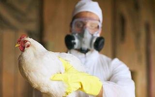 Shkaku i gripit të shpendëve tek pulat