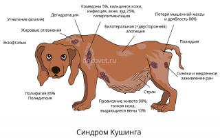 تغییرات در غلظت کورتیزول در خون سگ ها: جنبه های تشخیصی و بالینی