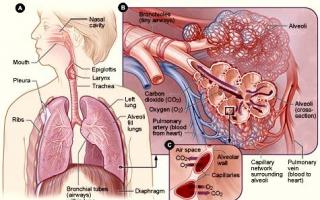 Symptômes d'inflammation ou de pneumonie