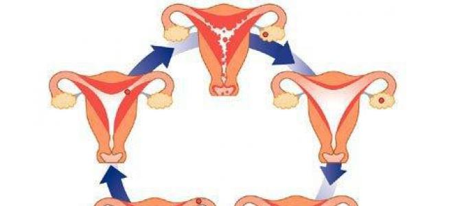 Melyik menstruációs ciklus normális?