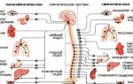 Budova in funkcije človeškega živčnega sistema