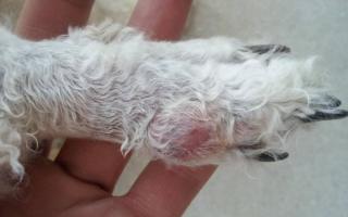 Запалення ясен у собак: причини, профілактика, лікування