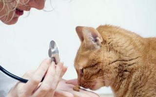 Розлад шлунка у кішки - що робити?