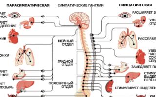 Ποιες είναι οι λειτουργίες του ανθρώπινου νευρικού συστήματος;