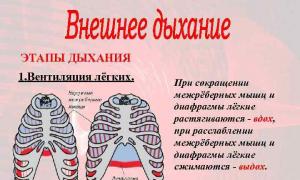 Výmena plynov medzi alveolárnymi dýchacími cestami a krvou'ю, між кров'ю та тканинами Газообмін між легкими кроми