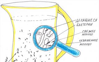 Сүт қышқылы бактериялары: түрлері, жіктелуі, мағынасы
