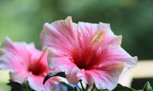 Reglas para plantar y cuidar hibiscos de interior en huertos familiares Hibiscus fiori grande en el cuidado del hogar