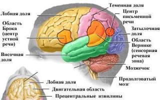 İnsan beyni İnsan beyni neye benziyor