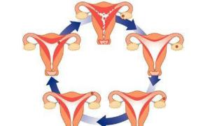 Ktorý menštruačný cyklus je normálny?