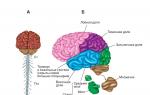 מערכת העצבים המרכזית של בודוב (CNS)