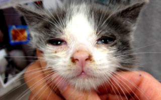 بیماری های عفونی در گربه ها چیست؟