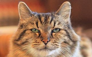 Артроз у кішок: симптоми та лікування захворювання Остеоартроз у кішок симптоми
