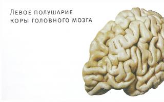 Maklin agyának három darabból álló modellje