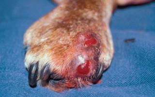 Pieno cista šunims: simptomai ir gydymas (su nuotrauka)
