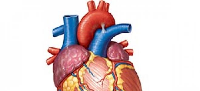 Stalna bolečina v srcu: možni vzroki Stalna bolečina v srcu