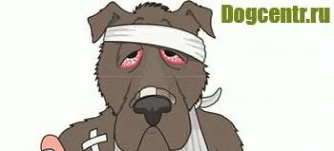 علائم درد در سگ سگ وقتی آن را بو می کند غذا می خورد